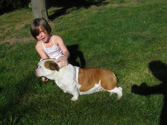 Accueil Elevage Des Terres De La Lys Romane Eleveur De Chiens Bulldog